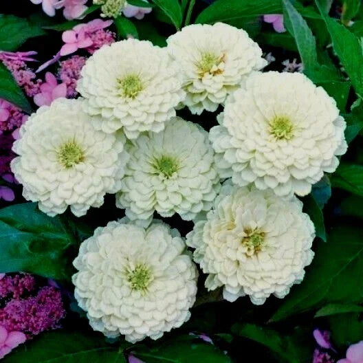 White Zinnia Flower Seeds - 126+ Pack, Summer Blooming Annual, Zinnia elegans, Easy to Grow for Garden & Cut Flowers