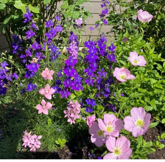 Rocket Larkspur Seeds 500 Count - Dark Blue Purple Delphinium Non-GMO Pollinator-Friendly Flowers