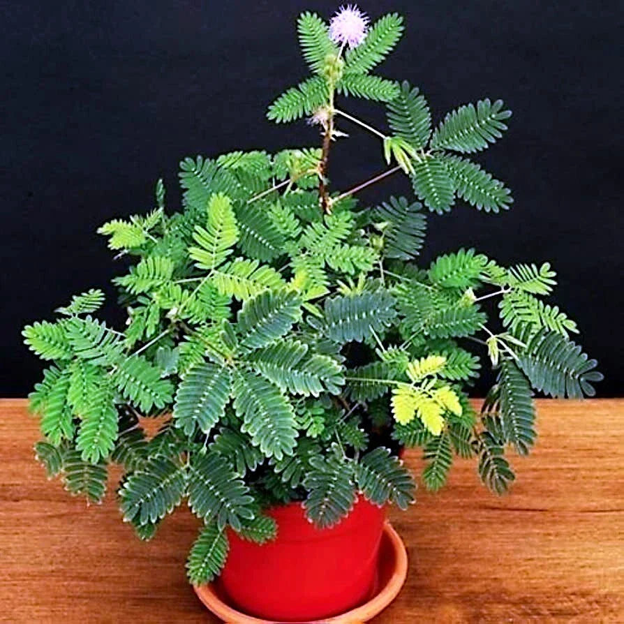Dwarf Sensitive Plant Seeds - Mimosa pudica Tropical Houseplant with Pink Flowers, Touch-Sensitive Leaves, Indoor Gardening