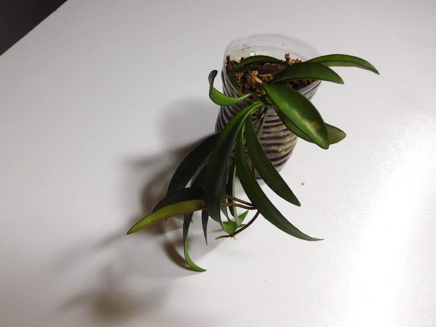 Hoya Wayetti Plant | Rooted Indoor Houseplant | Trailing Vine with Waxy Leaves | Hoya wayetii | Easy Care Succulent