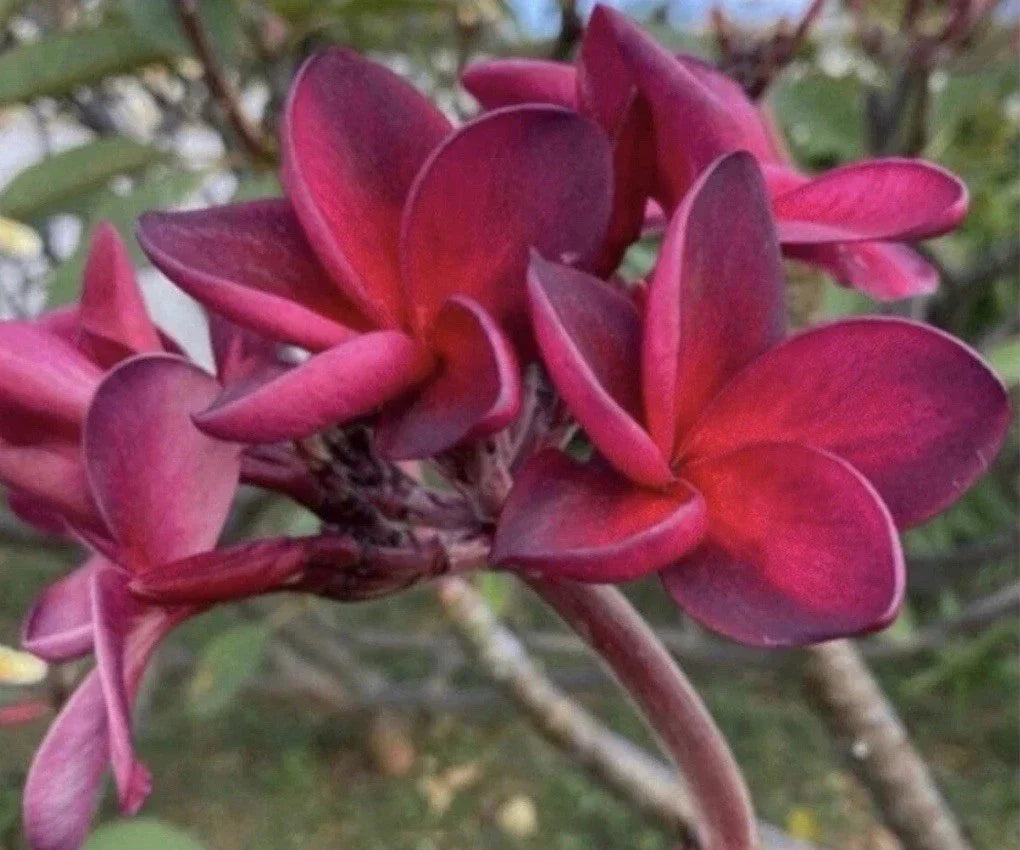Rooted Plumeria Cutting - Wildfire - 17 Inches - Frangipani Plant - Tropical Flowering Plant - Frangipani (Plumeria)