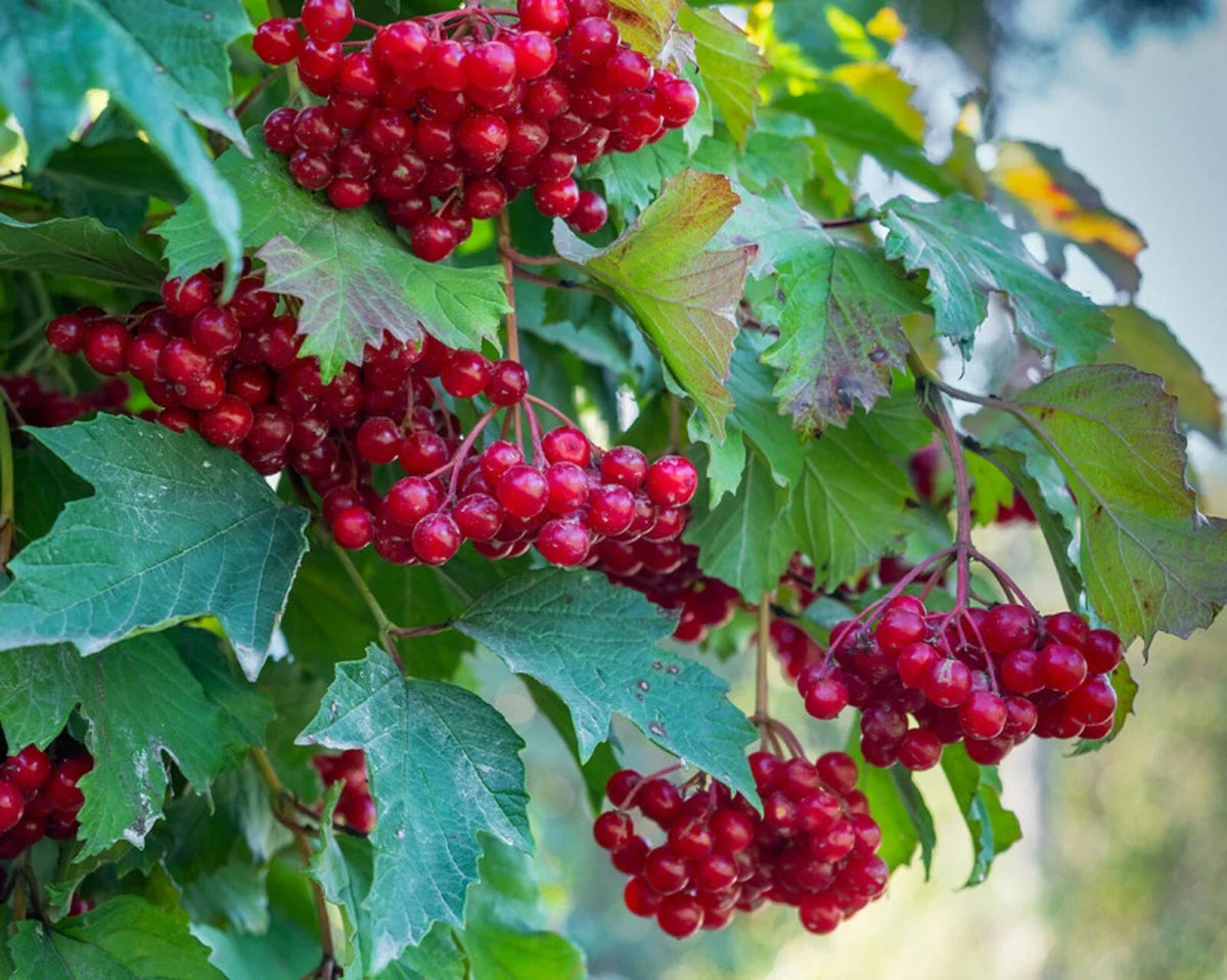 Red Elderberry Seeds - 80 Count - Sambucus Racemosa - Fruit-Bearing Shrub for Garden - Attracts Birds and Wildlife