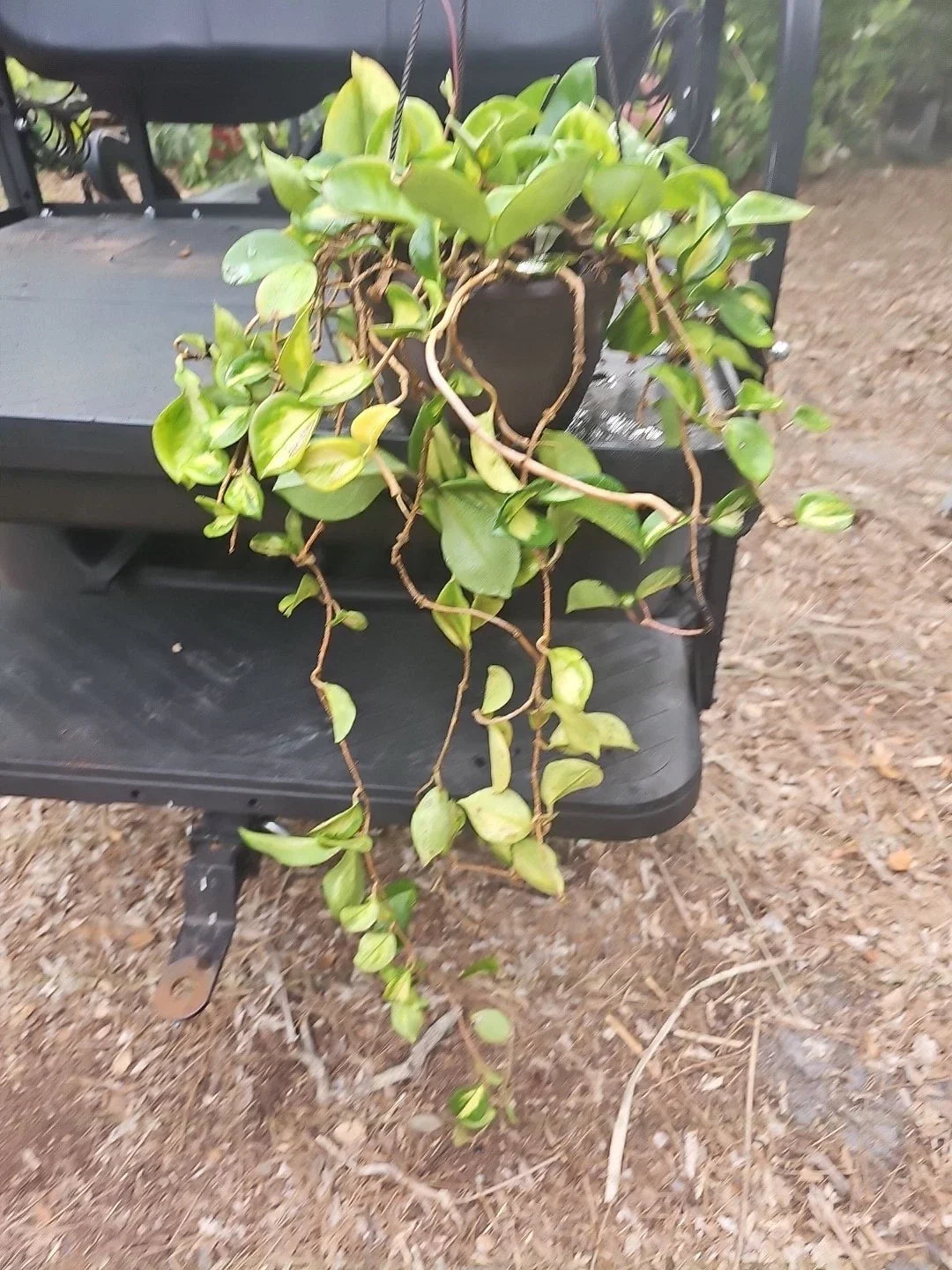 XL Hoya Krimson Princess 8" Hanging Basket Pot, Variegated Tropical Houseplant, Hoya carnosa var. tricolor