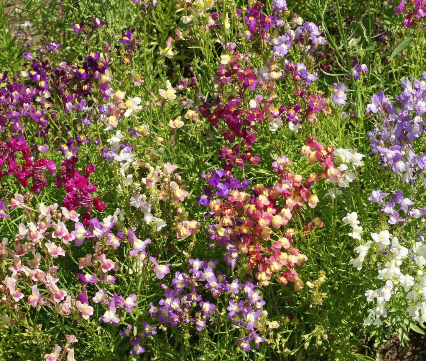 Snapdragon Seeds - Fairy Bouquet Mix Dwarf Linaria marroccana, 5000 Seeds for Borders, Containers & Gardens