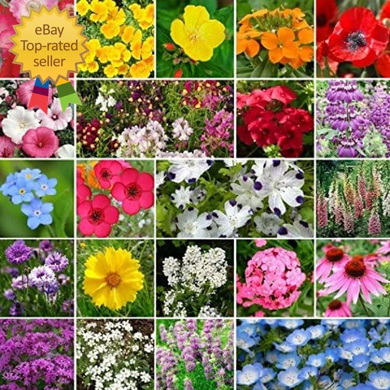 Wildflower Seed Mix 1 lb Non-GMO Native Flower Blend for Partial Shade, 520,000 Seeds, Pollinator-Friendly, Easy to Grow