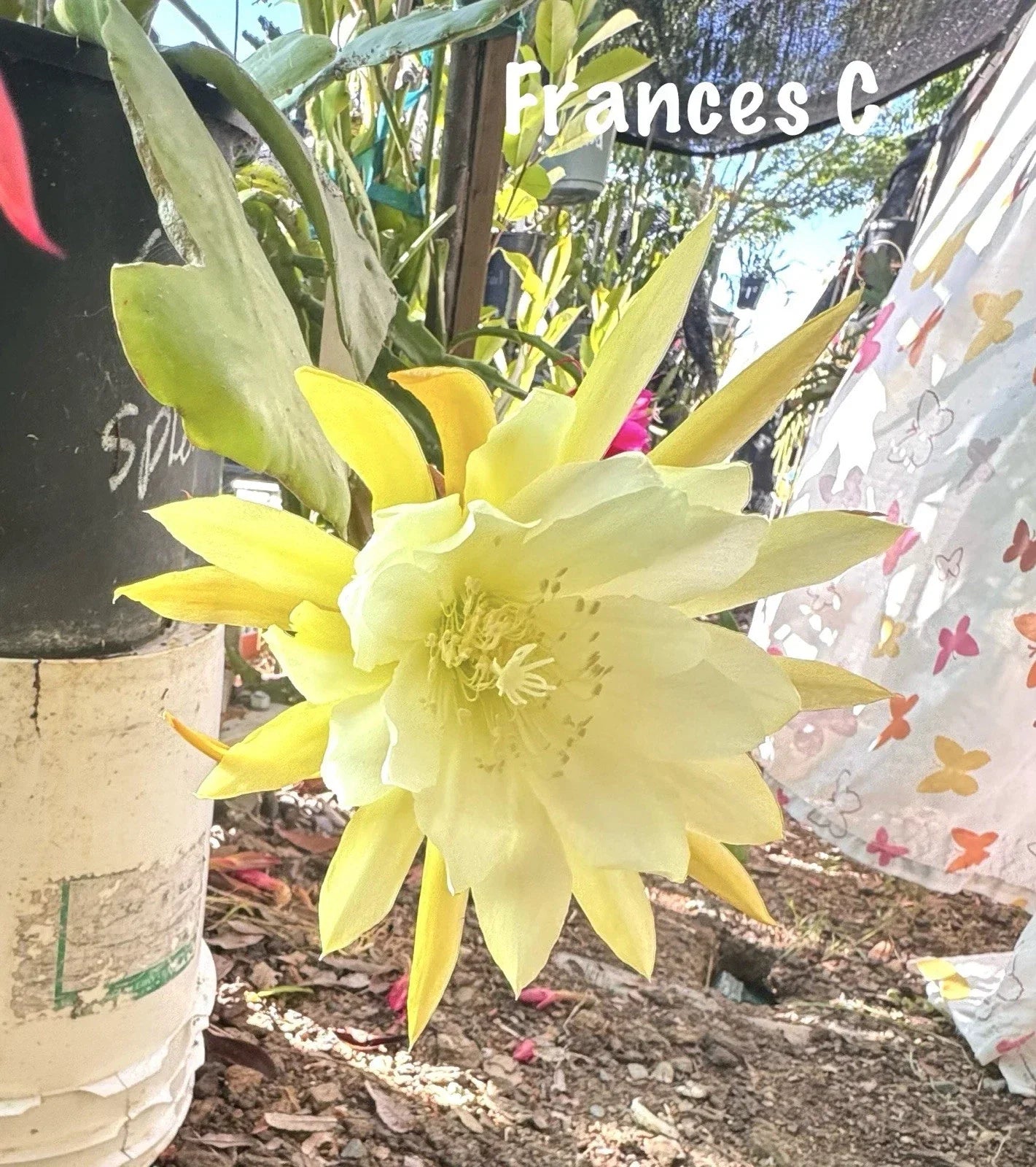 Epiphyllum Orchid Cactus Succulents - 2 Potted Plants - Exotic Flowers - Indoor & Outdoor Houseplants - Epiphyllum spp.