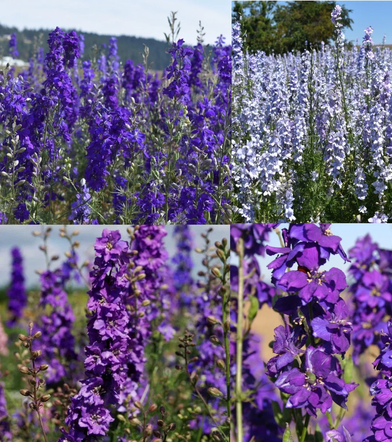 Rocket Larkspur Seeds - Night Sky Mix - Non-GMO Delphinium ajacis for Pollinator Gardens, Borders & Cut Flowers - 500 Seeds