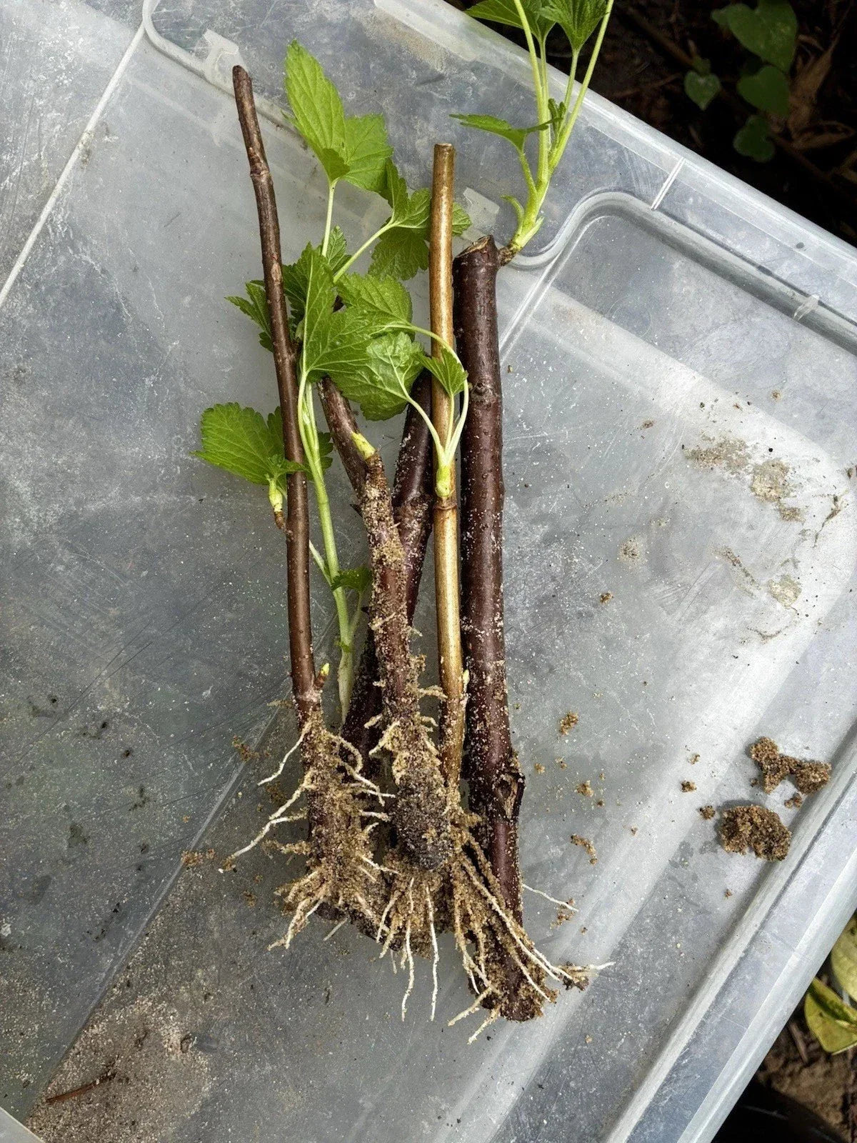 Black Currant Rooted Cuttings 3 Pack Ben Sarek Ribes nigrum Edible Ornamental Compact Cold Hardy High Yield
