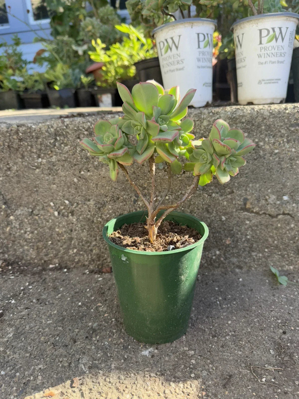 Aeonium Haworthii Succulent Plant - 12" Rooted Bonsai in Pot - Green Rosette Variety - Drought-Tolerant Indoor Outdoor Plant