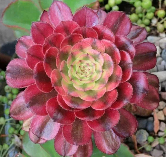 Live Succulent 6" Bare Root Aeonium 'Mardi Gras' Variegated Leaves Indoor Plant