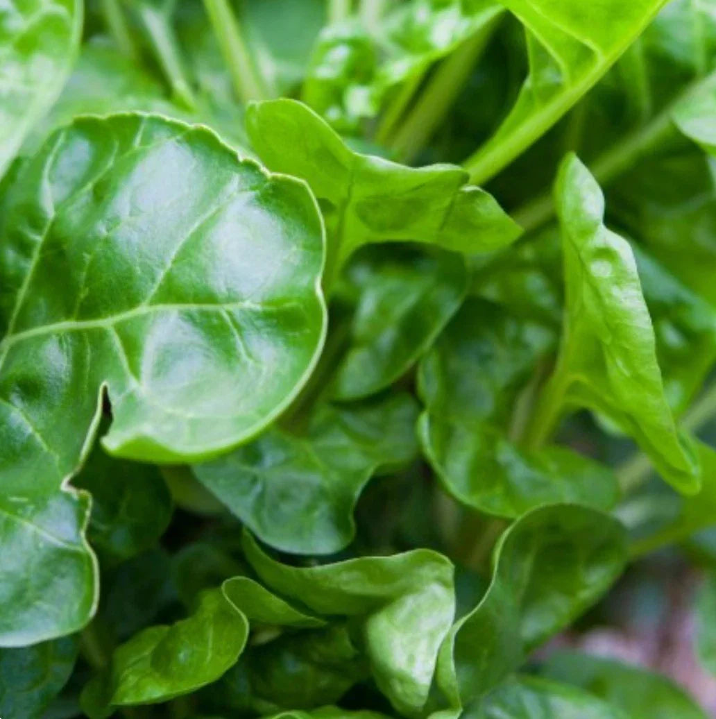 Perpetual Swiss Chard Seeds, NON-GMO, Leafy Greens, Beta vulgaris subsp. vulgaris, Salad Greens, Container Gardening