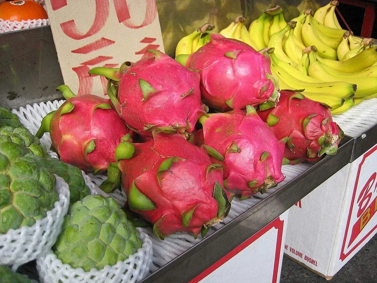 Dragon Fruit Seeds 100+ Pack Hylocereus Undatus Pitaya Strawberry Pear Cactus for Home Garden