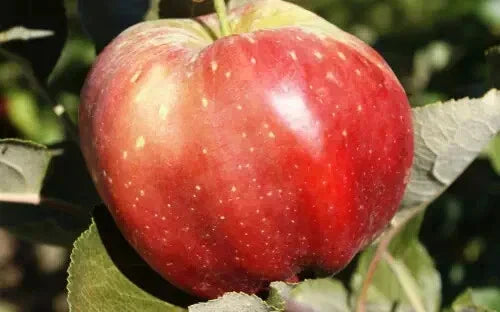 25+ Bloody Ploughman Apple Seeds - Malus domestica Heirloom Fruit Tree Seeds for Home Gardening
