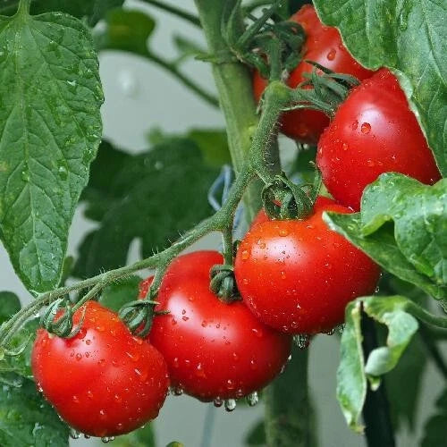 Ace 55 Tomato Seeds Pack of 30+ Heirloom Non-GMO Solanum lycopersicum for Home Garden, Container Growing