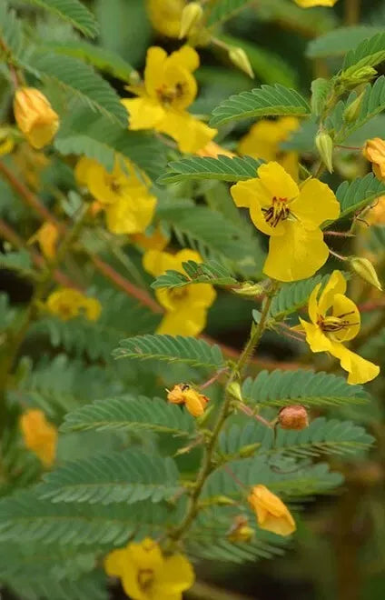 Partridge Pea Seeds – Non-GMO Wildflower Seeds for Native Gardens, Chamaecrista fasciculata, 100+ Seeds for Pollinator Attracting Landscaping