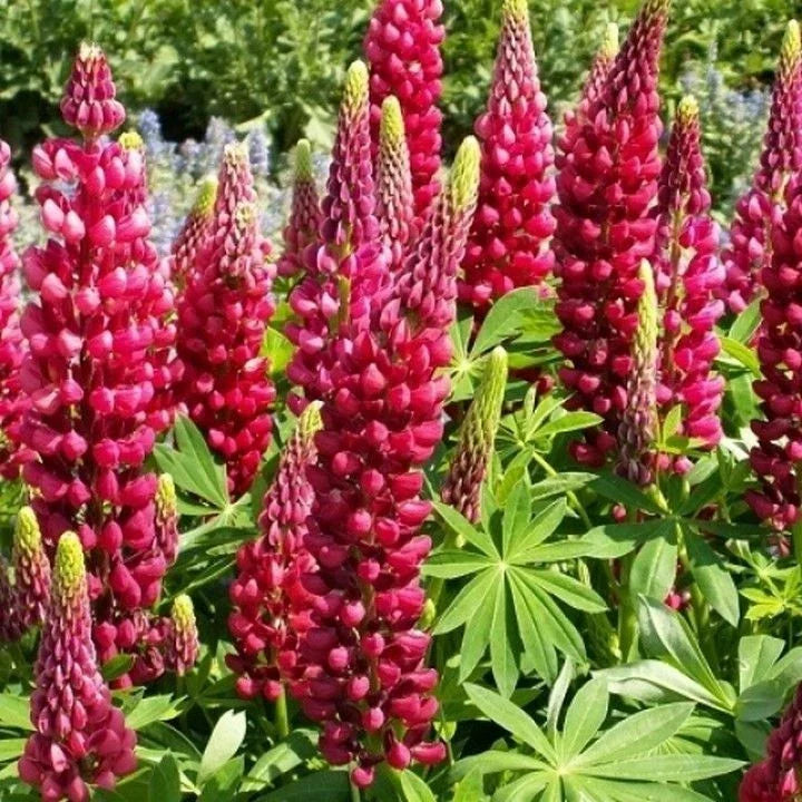 Red Russell Lupine Seeds - My Castle Variety, Colorful Red Blooms, Lupinus polyphyllus, Non-GMO, Easy to Grow, Full Sun, Free Shipping