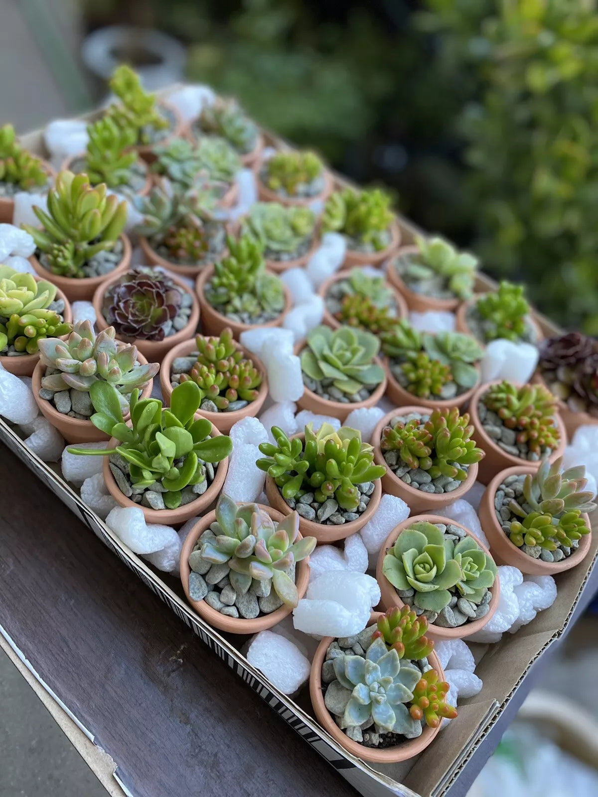 Assorted Succulent Cuttings - 25+ Varieties for DIY Arrangements and Party Favors - Succulent Propagation Kit