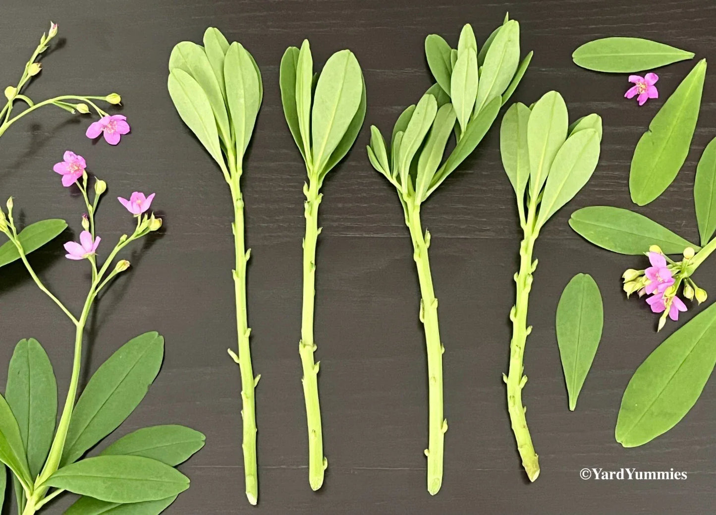 Surinam Spinach Cuttings - Unrooted Waterleaf, Ceylon, Philippine, Florida Efo Gbure - Edible Green Basella rubra