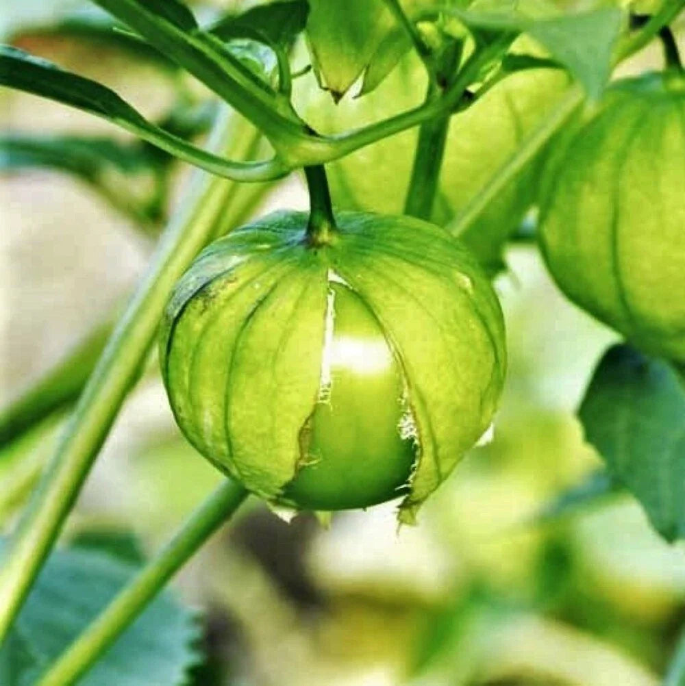 Tomatillo Seeds | Toma Verde | Green Mexican Husk Tomato | Physalis philadelphica | Non-GMO Seed Packet