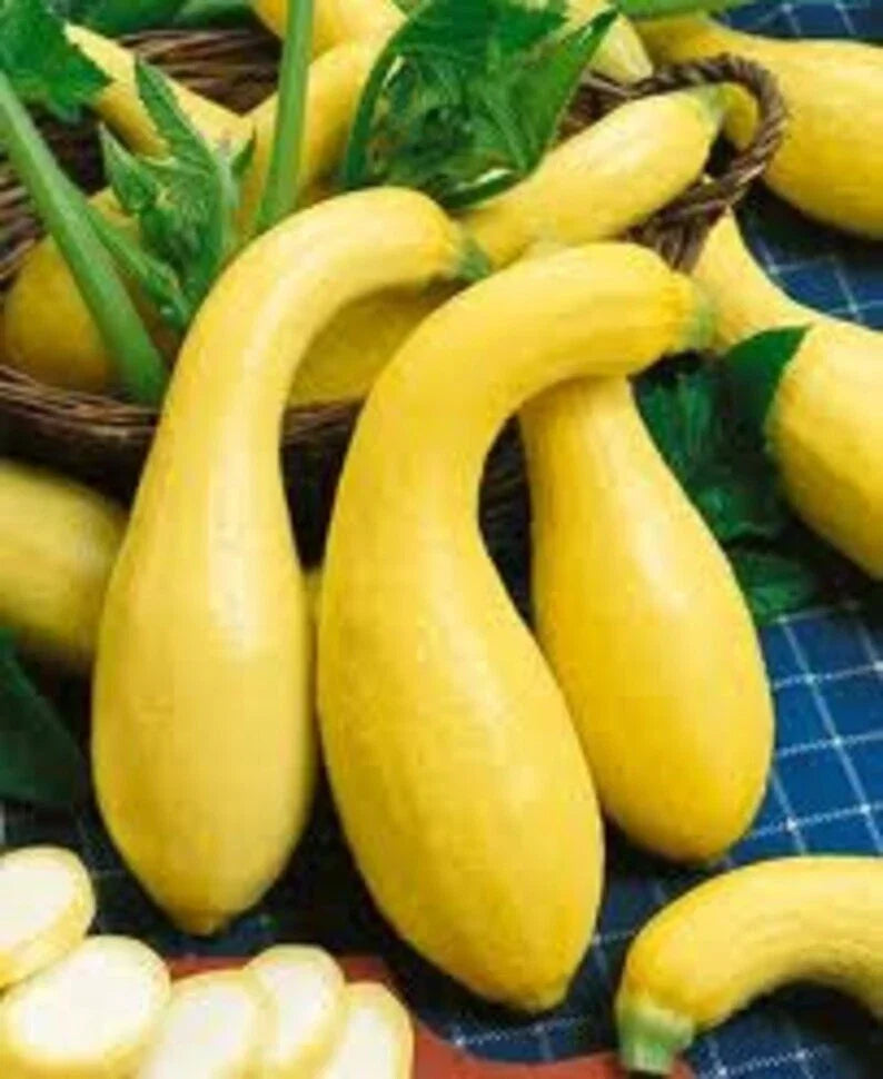 Yellow Crookneck Squash Seeds, Heirloom, Non-GMO, Cucurbita pepo, 50+ Seeds, Summer Vegetable, Bush-Type, Compact Growth
