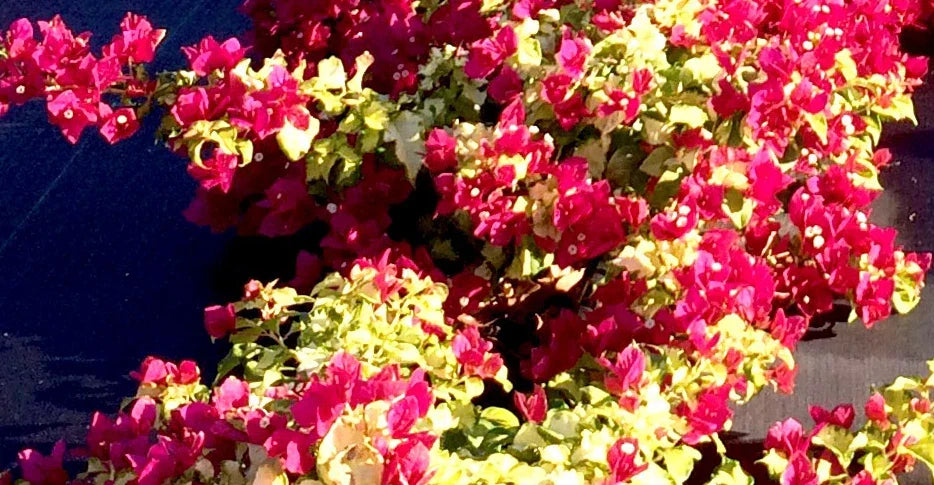 Bougainvillea Starter Plant - Sunstone Red Bare Root Plug - Bougainvillea spp. Tropical Garden Flower