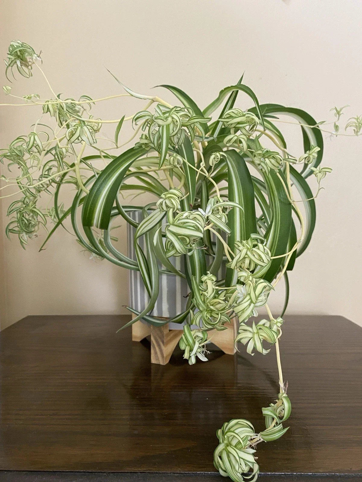 Rare Curly Spider Plant Pups – 3 Live Rooted Cuttings in Water – Chlorophytum comosum 'Bonnie' – Unique Curly Foliage, Easy Care Indoor Plant