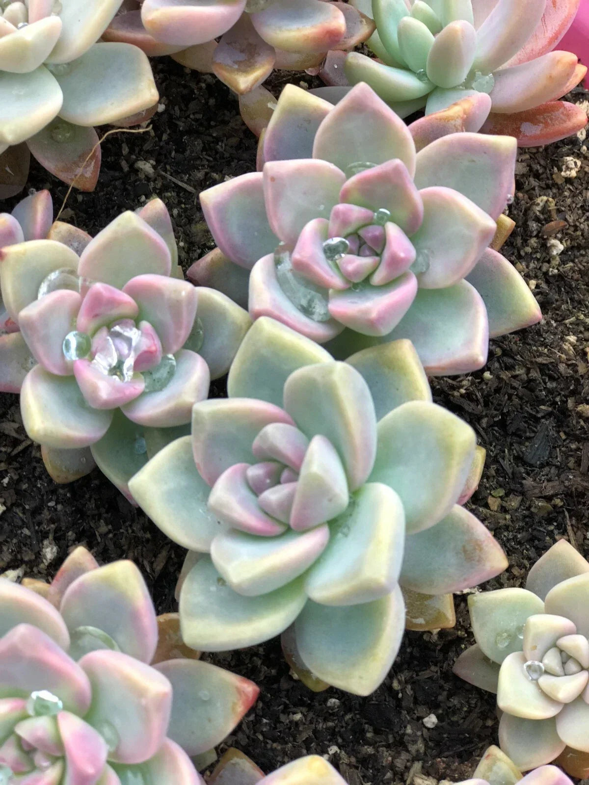 15 Mixed Live Unrooted Succulent Plant Cuttings - Assorted 1-2" Varieties for Propagation, Terrariums & Home Decor