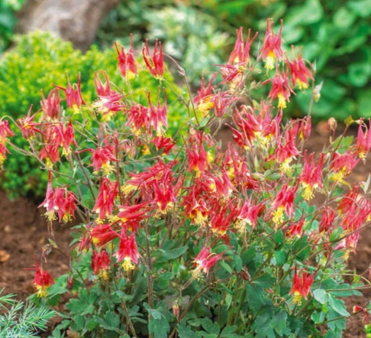 Columbine Seeds 500 Count - Eastern Red Perennial Aquilegia canadensis for Pollinator Gardens, Shade, Butterfly & Hummingbird Attraction