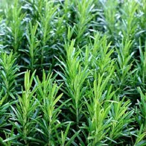 Premium Common Rosemary Herb Seeds - Heirloom Salvia rosmarinus for Culinary & Garden Use, Indoor & Outdoor Planting