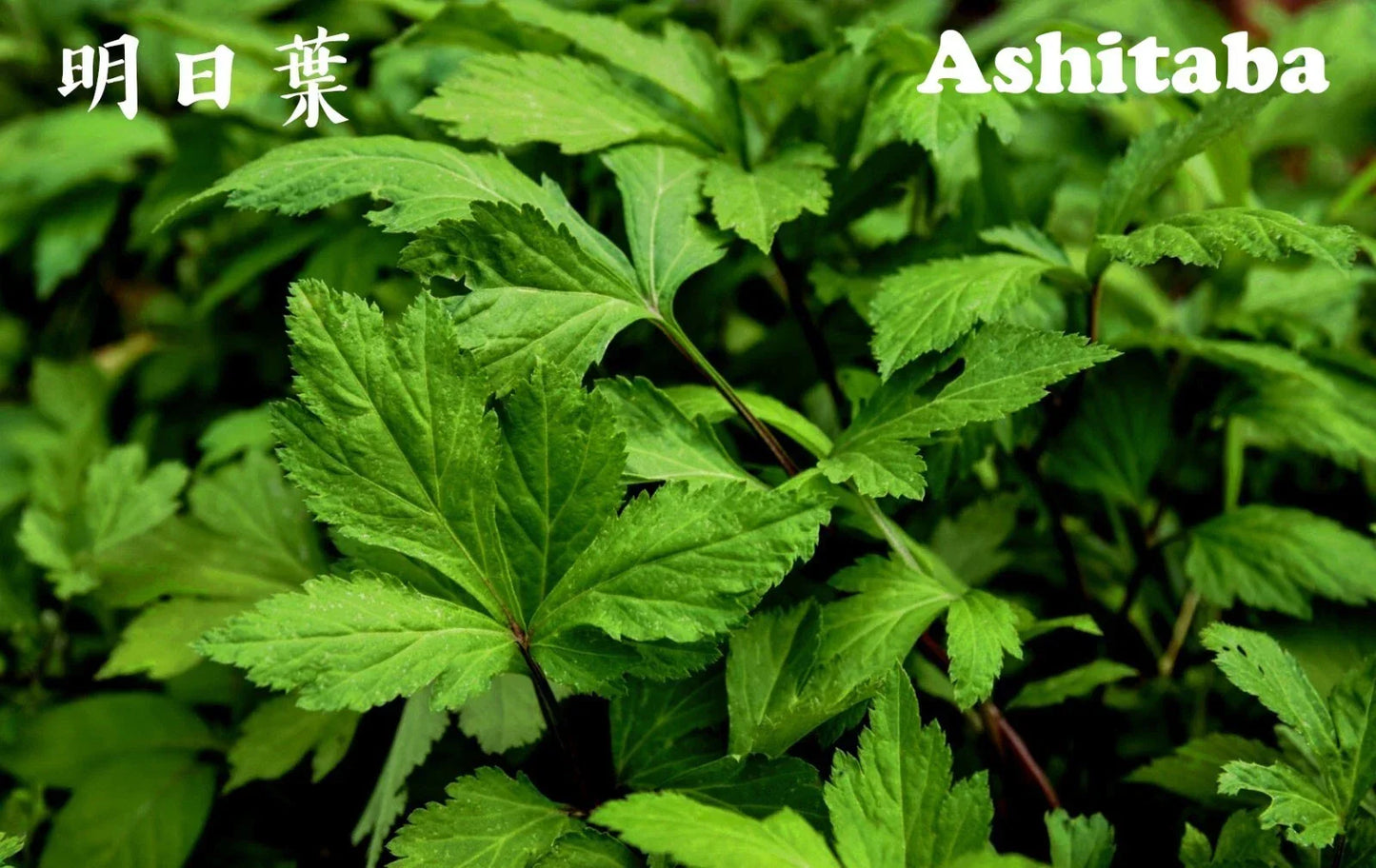 Ashitaba Herb Starter Plant in Soil – Organic Angelica Keiskei Edible Perennial Herb for Gardening