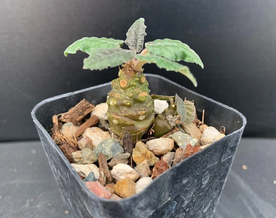 Dorstenia Hybrid Succulent Plant 2-Inch Pot Rare Well-Rooted Unique Indoor Plant