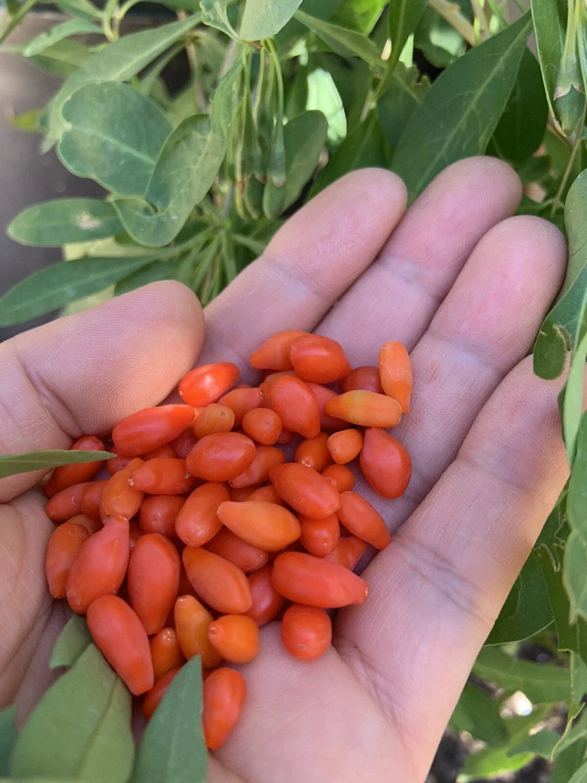 Goji Berry Plants Set – 3 Bare Root & 3 Live Cuttings – Lycium barbarum Superfood Shrubs for Garden or Containers