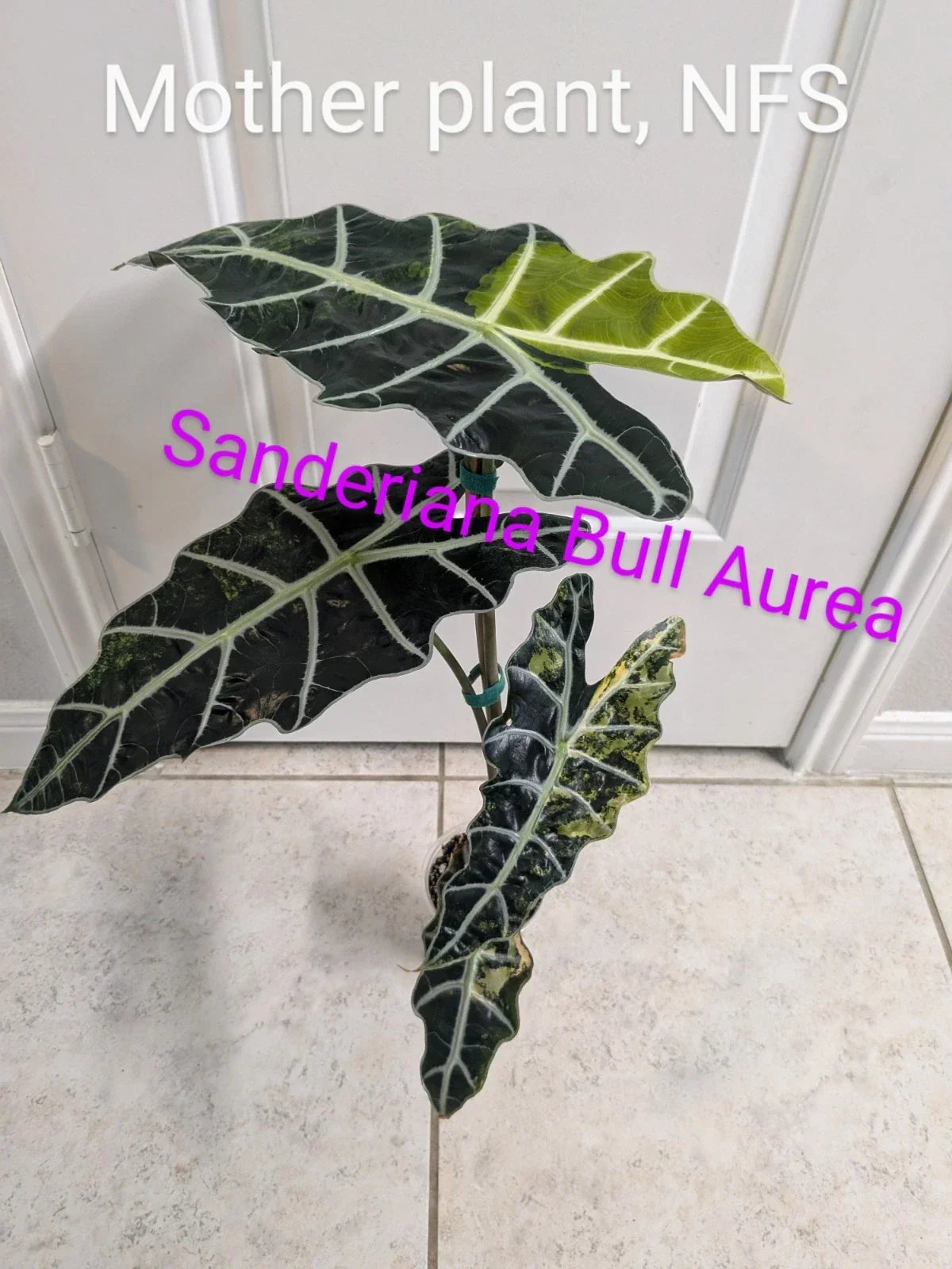 Rare Variegated Alocasia Sanderiana Bull 'Aurea' Corm – Tropical Houseplant for Collectors, Unique Variegated Leaf Pattern