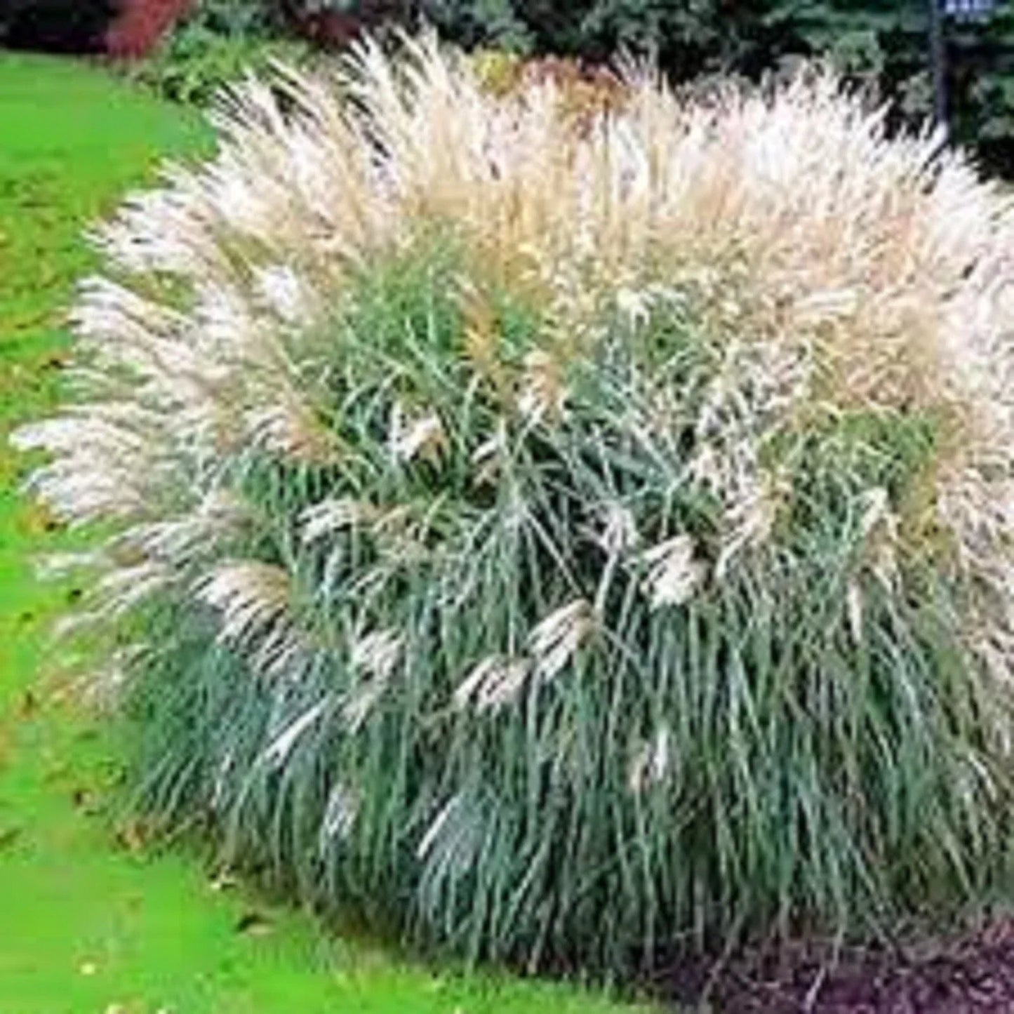 Adagio Ornamental Grass - 3 Clumps, Miscanthus sinensis 'Adagio' - Spouting Varieties, Garden Border, Foliage Accent