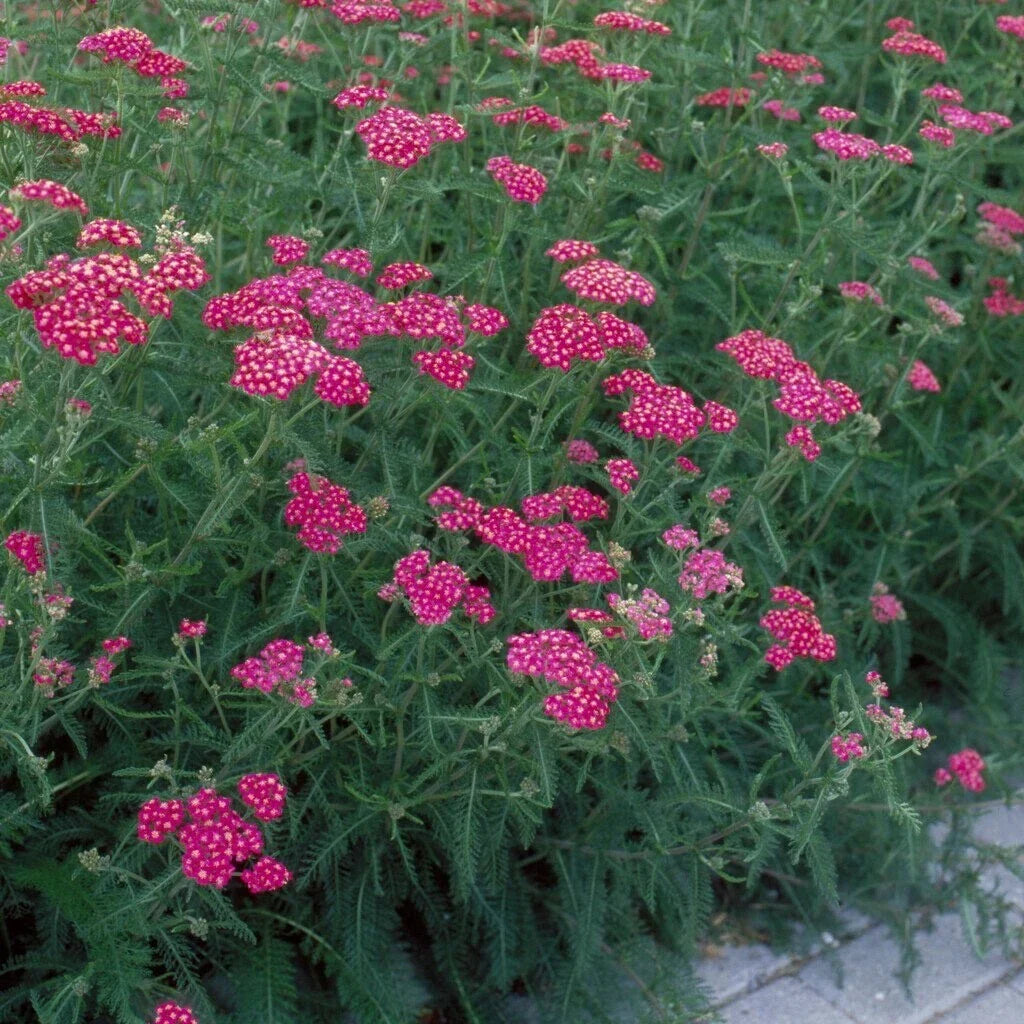 Yarrow ‘Cerise Queen’ Live Starter Plant – Bright Pink, Drought-Tolerant, Pollinator-Friendly, Achillea millefolium