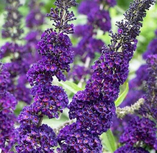 Buddleja Davidii Purple Butterfly Bush 6-Inch Unrooted Cuttings, Attracts Butterflies & Hummingbirds, Easy to Grow