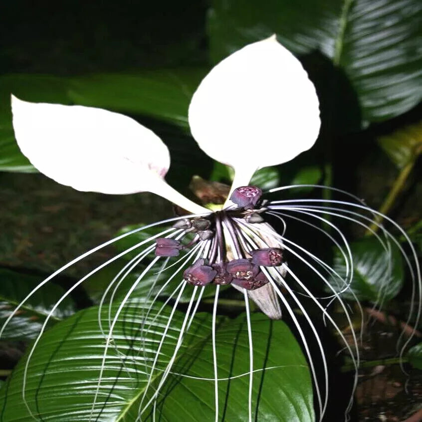 White Bat Orchid Flower Seeds - 10 Pack - Tacca Integrifolia - Exotic Tropical Indoor Garden Plant Seeds
