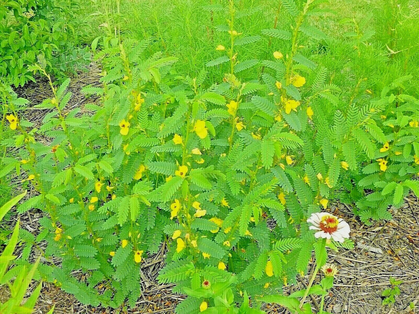 Partridge Pea Seeds - 200+ Native Wildflower for Wildlife Food Plots - Chamaecrista fasciculata