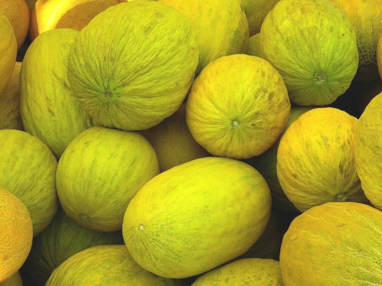 Crenshaw Melon Seeds - Heirloom NON-GMO Cantaloupe Seeds for Home Gardening, Cucumis melo, 50+ Seeds