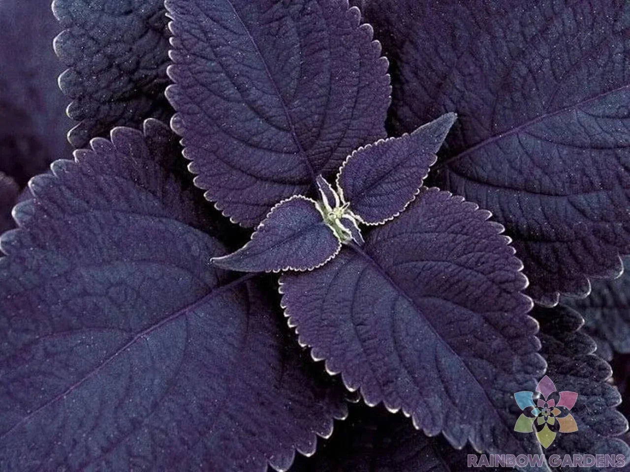 Black Coleus Seeds - 25+ Pack for Garden Planting - Coleus blumei - Vibrant Dark Foliage, Easy to Grow, Indoor & Outdoor, Free Shipping