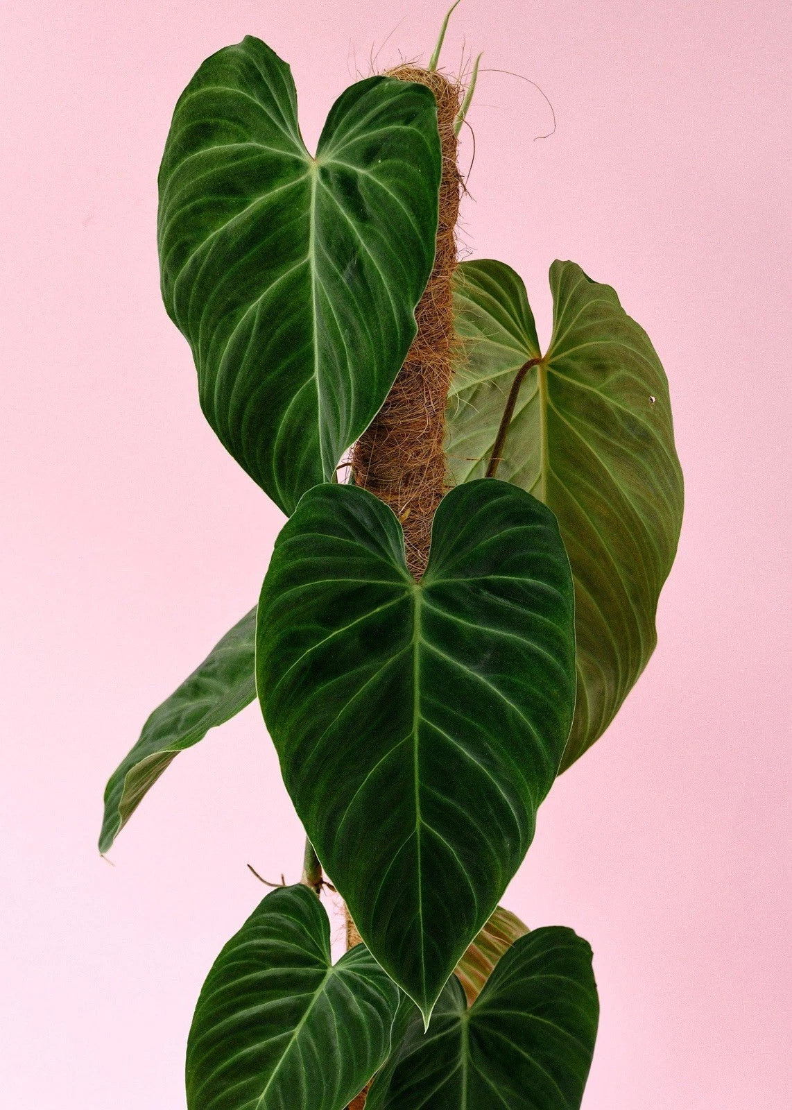 Philodendron Splendid Cutting | Rare Indoor Plant | Variegated Leaves | Philodendron 'Splendid' Hybrid