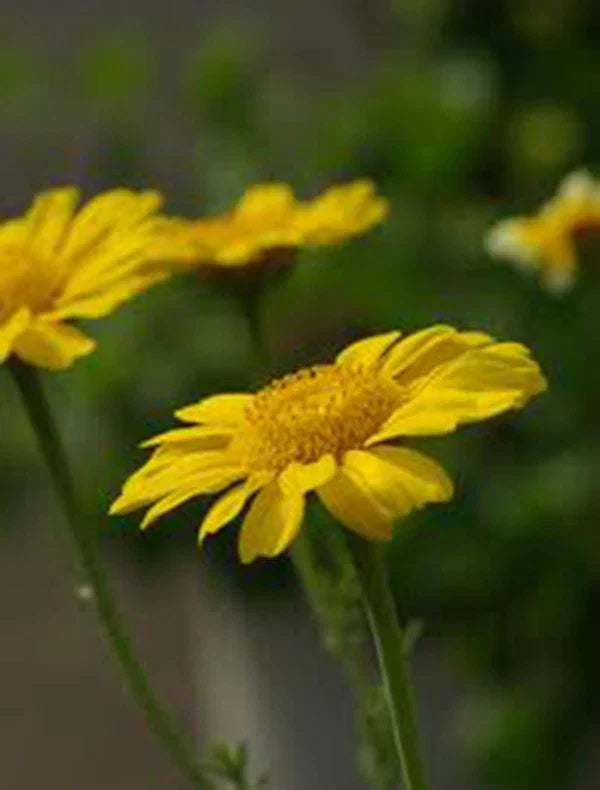Garland Chrysanthemum Seeds Pack of 50+ | Golden Yellow Blooms | Chrysanthemum morifolium | Garden, Border, Container