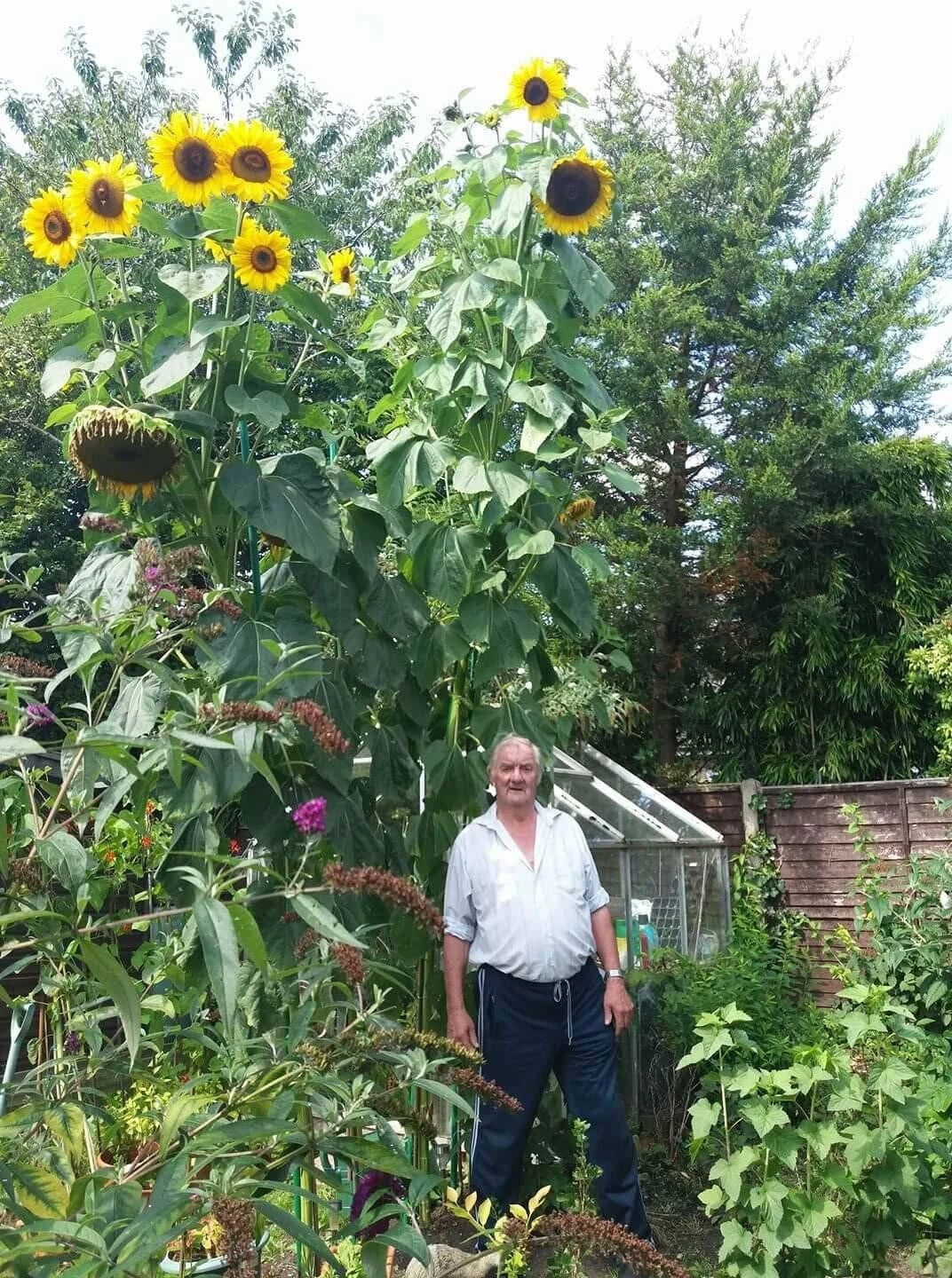 King Kong Sunflower Seeds Pack of 20 | Multi-Headed Helianthus annuus for Garden & Cut Flowers
