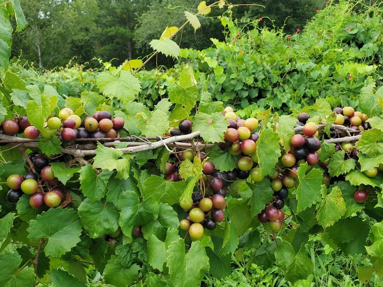 Alachua Muscadine Grape Plant - Live Rooted Starter - Vitis rotundifolia - Self-Pollinating - Medium Purple Black Fruit for Zones 7-11