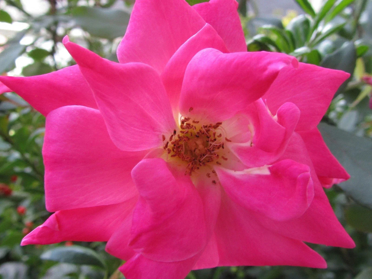 Pink Rose Cuttings – 5 Organic Ready-to-Root Rosa spp. Garden Planting Material for Gardening and Landscaping