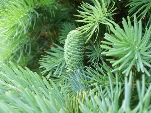 Fortune's Keteleeria Tree Seeds - 30 Seeds - Keteleeria fortunei - Hardy Evergreen for Planting, Low Maintenance Garden Tree