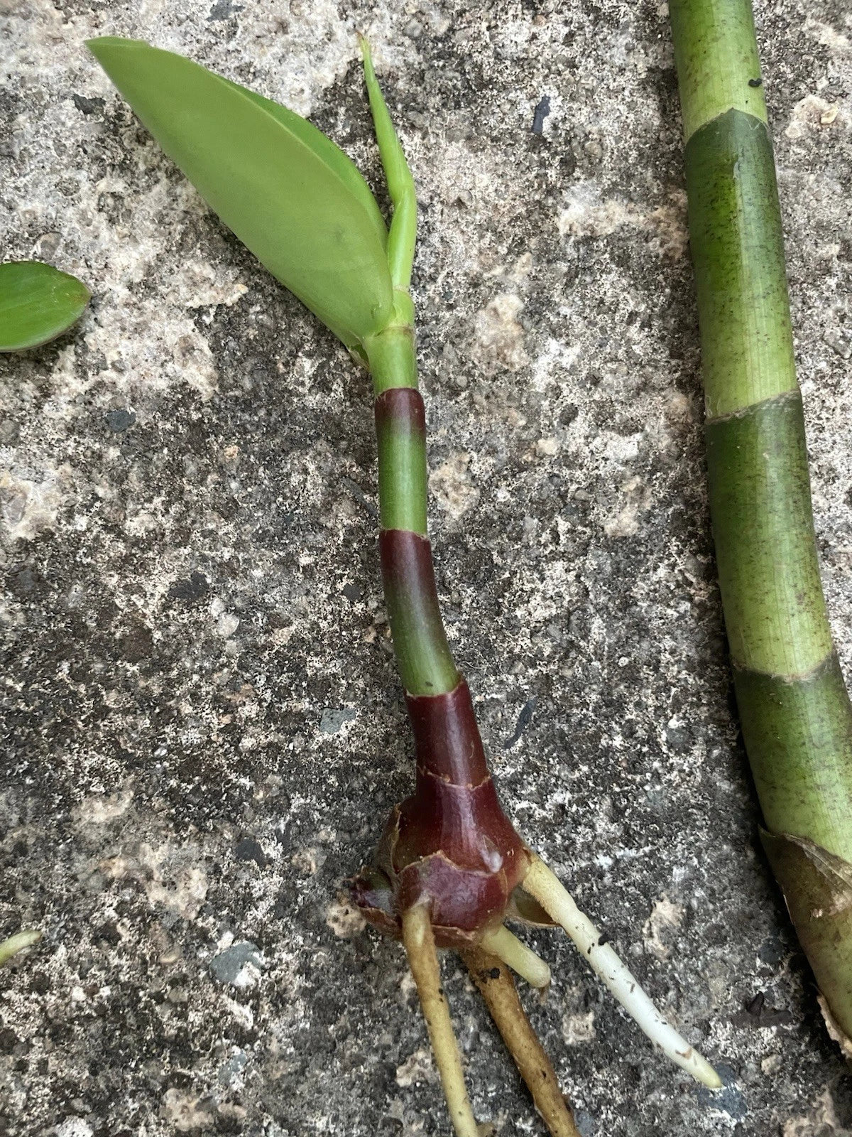 Yellow Spiral Ginger Rooted Cutting - Dimerocostus strobilaceous Tropical Plant for Garden or Indoor Decor