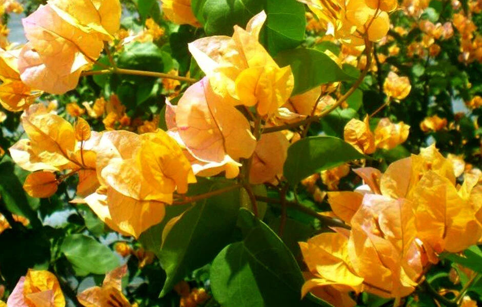 Bougainvillea Starter Plant - California Gold - Bare Root - Vibrant Garden and Landscape Plant - Bougainvillea glabra