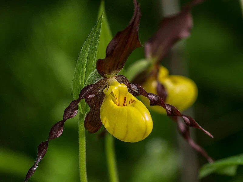 Yellow Lady Slipper Orchid Plant with Buds – Cypripedium calceolus Native American Terrestrial Orchid for Spring Bloom