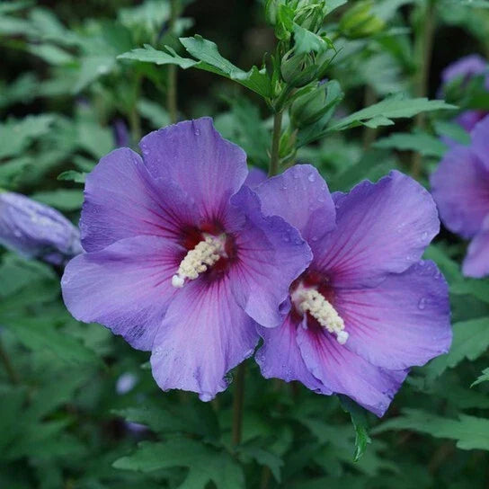 Rose of Sharon Live Plant 10-18" Bare Root Hibiscus syriacus Hardy Flowering Shrub with Colorful Blooms